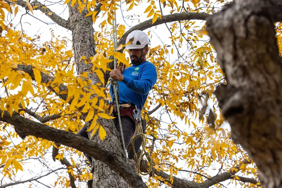 Skilled Tree Planting crew working in Shirley