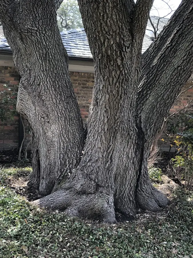 Mature heritage tree close to a Shirley property cared for by certified arborists